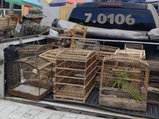 Imagem - 34 aves silvestres são resgatadas e três pessoas são detidas em feira de Alagoinhas