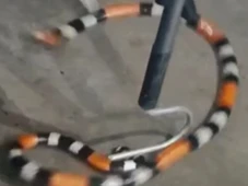 Imagem - Cobra venenosa é encontrada em comércio de Lauro de Freitas; veja