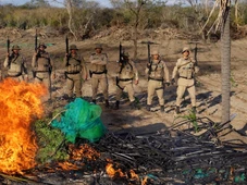 Imagem - Plantação com 30 mil pés de maconha é destruída pela polícia na Bahia