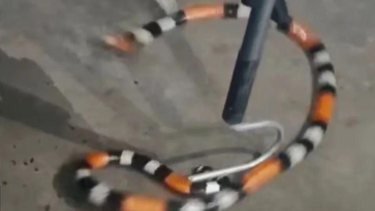 Cobra coral foi resgatada por policiais militares