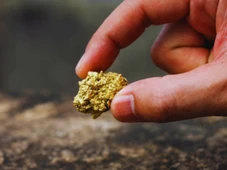 Imagem - Cientistas descobrem fungo que transforma metais em ouro