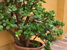 Imagem - Veja dica simples para atrair dinheiro e boas energias para sua casa, segundo o Feng Shui