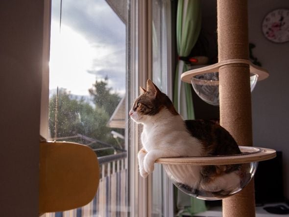 Imagem - 10 principais tipos de personalidade de gato 