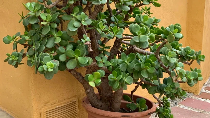 Imagem - Três plantas ideais para cultivar em casa e ter uma horta cheia de frutos no verão