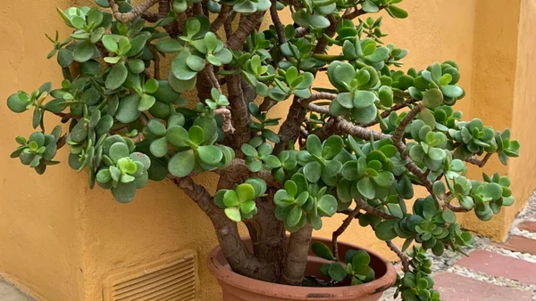 Planta atrai dinheiro e sorte