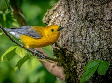 Imagem - Mais de 50 aves silvestres morrem ao ficarem grudadas em cola aplicada em muro