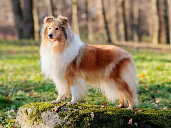 Imagem - 4 características do cachorro da raça rough collie 