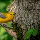 Imagem - Mais de 50 aves silvestres morrem ao ficarem grudadas em cola aplicada em muro