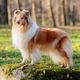 Imagem - 4 características do cachorro da raça rough collie 