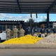 Imagem - Muito pó e pouca planta: cresce a apreensão de cocaína e cai a de maconha na Bahia