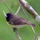 Imagem - Homem é preso com sete aves silvestres e espingardas artesanais em Laje