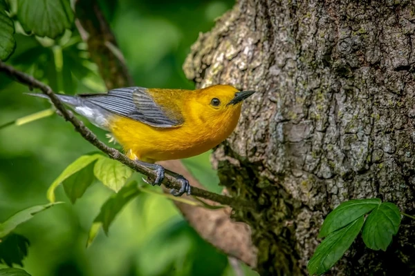 Aves ficaram presas em substância adesiva