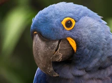 Imagem - Ave rara brasileira, extinta há mais de 25 anos, nasce em zoologico após sumir da natureza