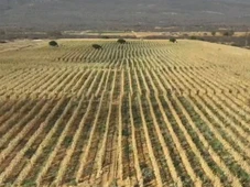 Imagem - Polícia descobre plantação de maconha de quatro hectares na Bahia; uma tonelada foi incinerada