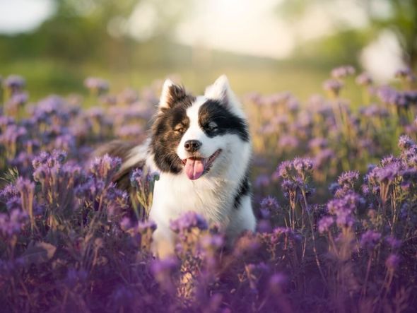 Imagem - Veja como cuidar da saúde e do bem-estar dos pets na primavera