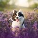Imagem - Veja como cuidar da saúde e do bem-estar dos pets na primavera