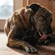 Imagem - Seu cão não lambe as patas por tédio: entenda o que o gesto realmente significa