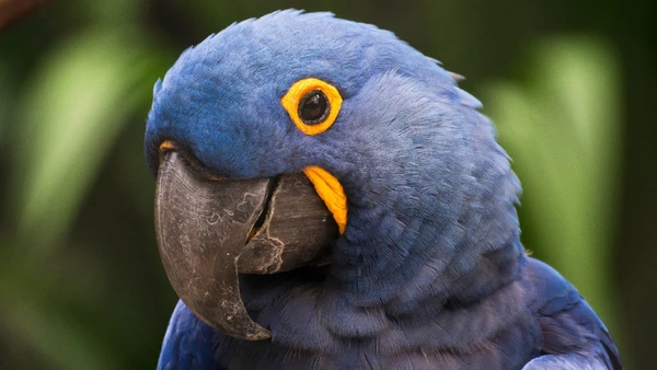 Arara-azul famosa pelo filme “Rio” nasce após 25 anos extinta na natureza