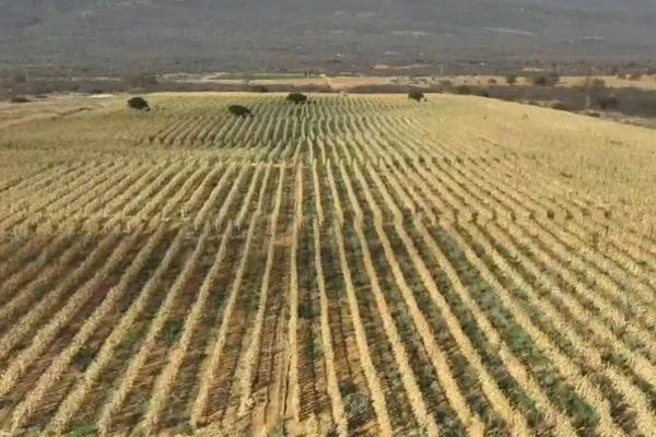 Área corresponde a quatro campos de futebol