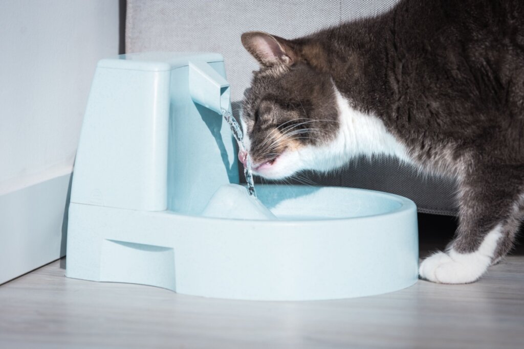 Para manter o pet hidratado, deixe sempre água fresca disponível em locais de fácil acesso (Imagem: Kulkova Daria | Shutterstock)