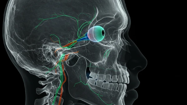 Entenda como aparecem os sintomas típicos da intoxicação