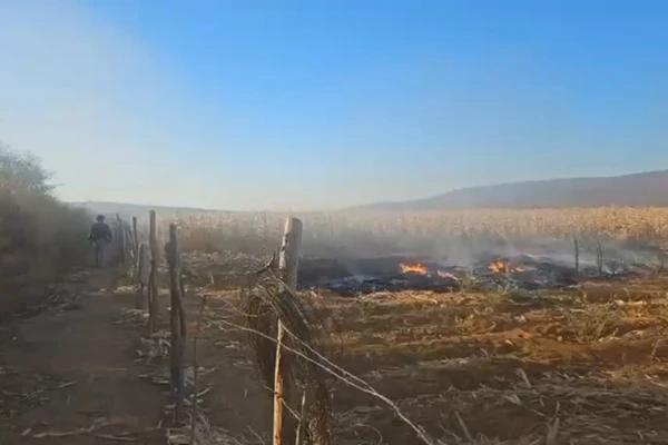 Plantação foi incenerada por Reprodução/Polícia Civil