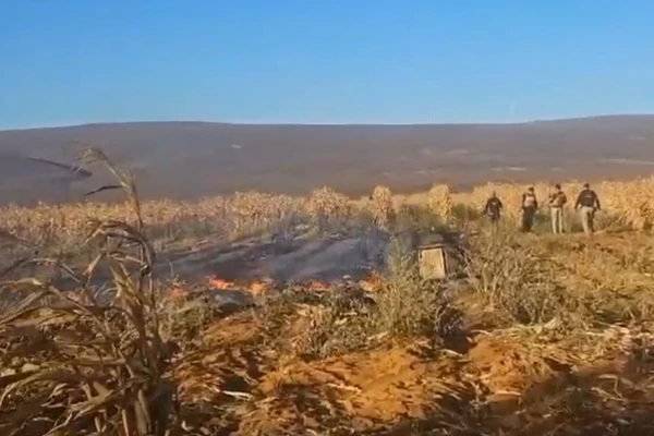 Plantação foi incenerada por Reprodução/Polícia Civil