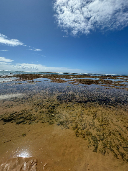 Praia de Taipu de Fora por Reprodução