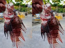Imagem - Espécie invasora, peixe-leão é encontrado novamente na Bahia