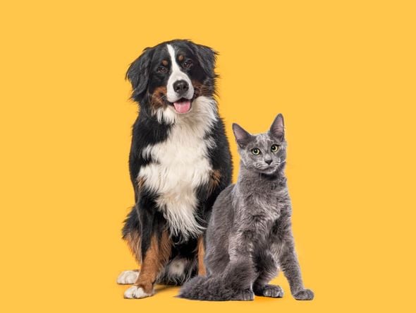 Imagem - 7 dicas para evitar o mau hálito em cães e gatos