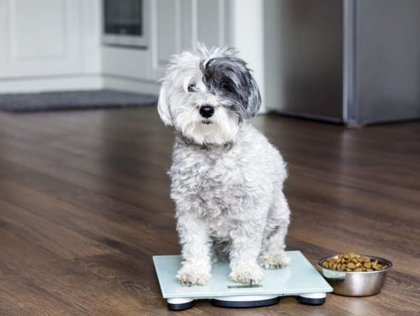 Imagem - Veja como os hábitos dos tutores podem influenciar a obesidade dos pets