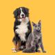 Imagem - 7 dicas para evitar o mau hálito em cães e gatos
