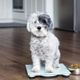 Imagem - Veja como os hábitos dos tutores podem influenciar a obesidade dos pets