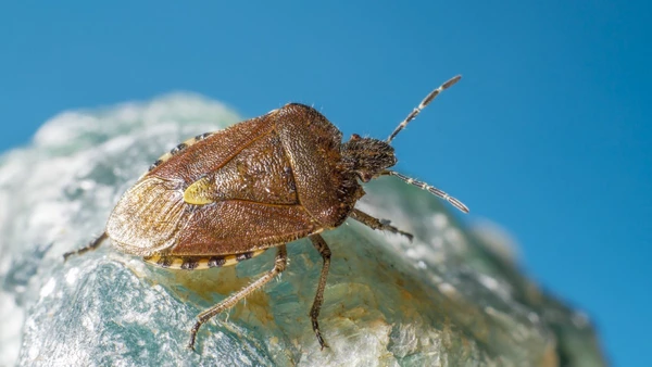 Longe de ser perigosa para os humanos, esta pequena criatura surpreende pela sua incrível adaptabilidade