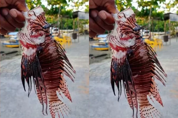 Peixe-leão