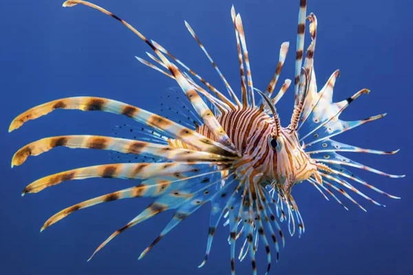 Peixe-leão por iStock/Getty Images