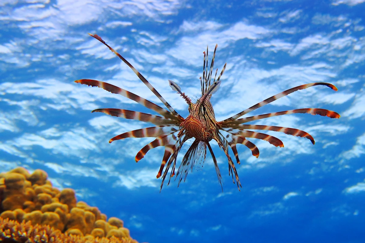 Peixe-leão por Shutterstock