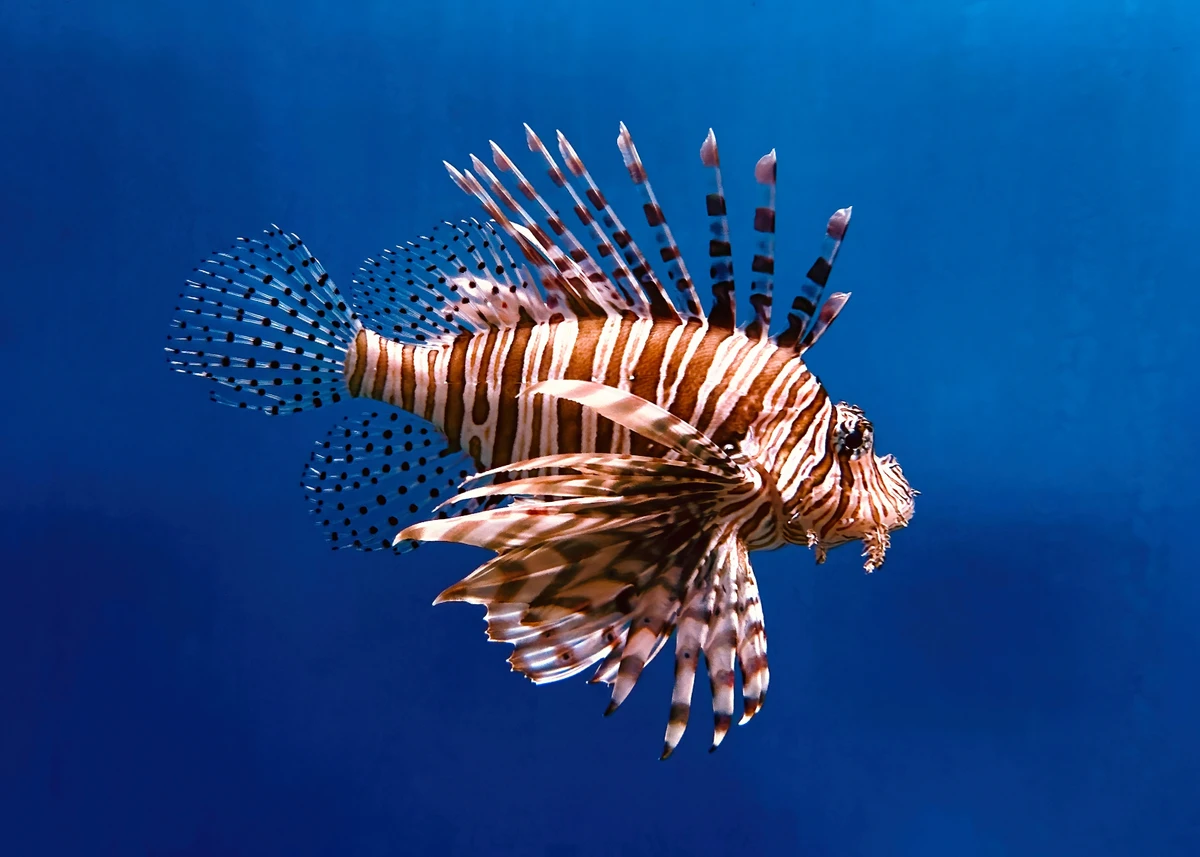 Peixe-leão por Shutterstock