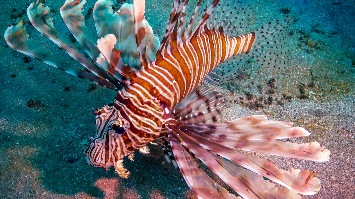 Peixe-leão por Shutterstock