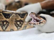 Imagem - Conheça o lugar em que animais silvestres apreendidos são recuperados e devolvidos à natureza