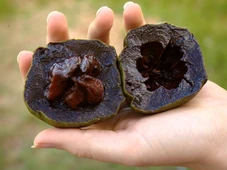 Imagem - É um sonho? Conheça a fruta que tem gosto de pudim de chocolate