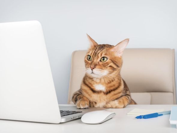 Imagem - 8 nomes perfeitos para gatos curiosos
