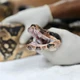 Imagem - Conheça o lugar em que animais silvestres apreendidos são recuperados e devolvidos à natureza