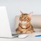 Imagem - 8 nomes perfeitos para gatos curiosos