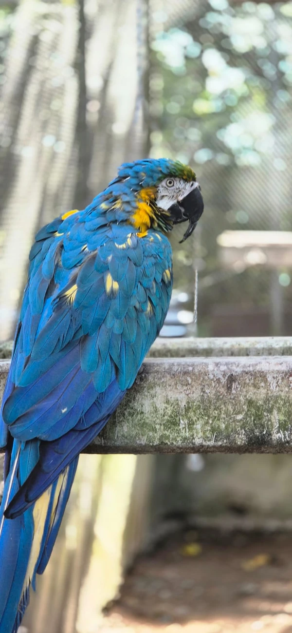 Centro de Triagem de Animais Silvestres (CETAS) por Moysés Suzart