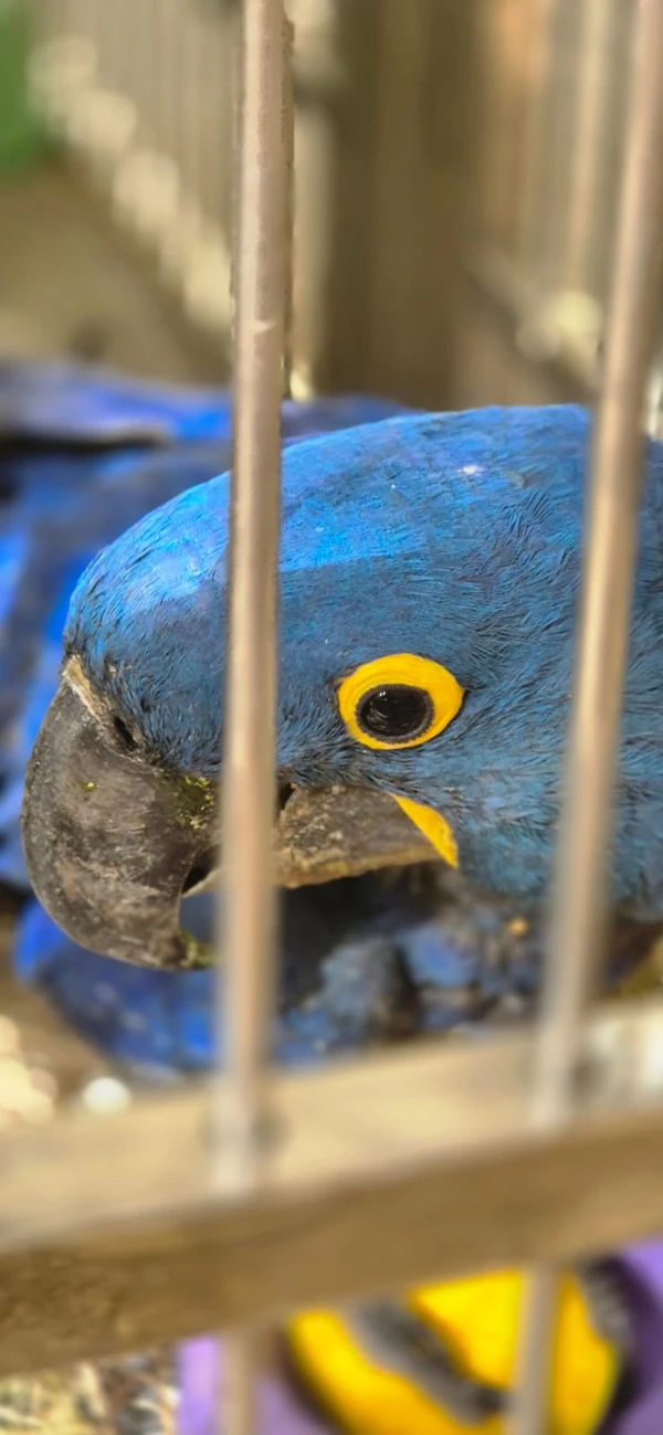Centro de Triagem de Animais Silvestres (CETAS) por Moysés Suzart