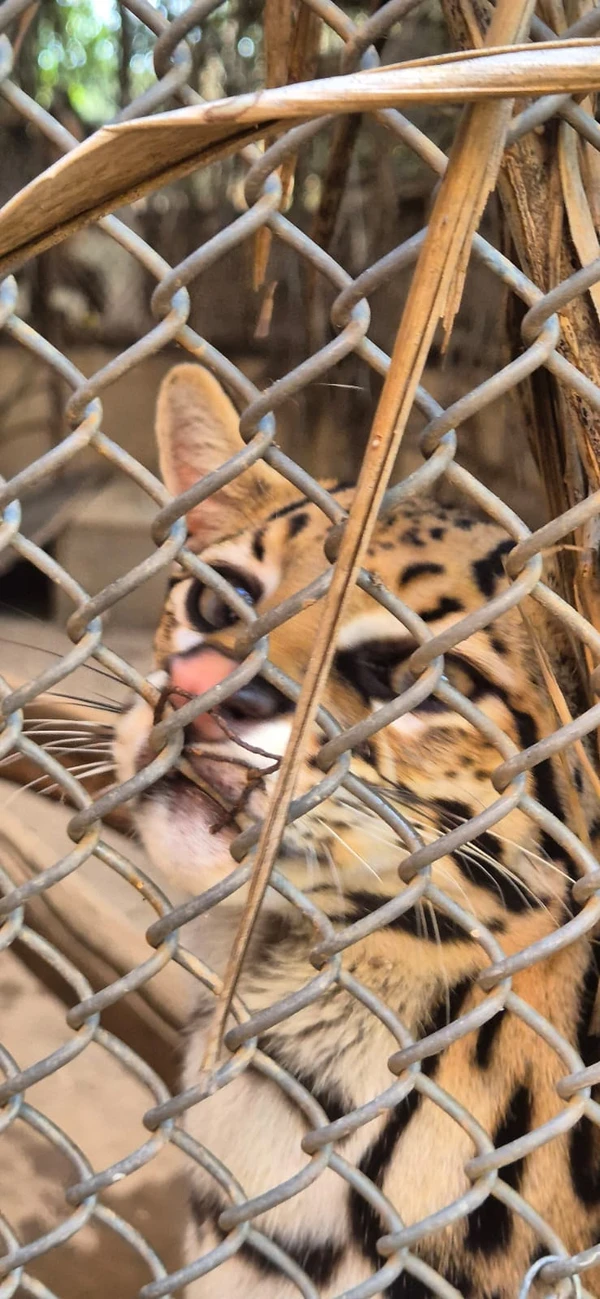 Centro de Triagem de Animais Silvestres (CETAS) por Moysés Suzart