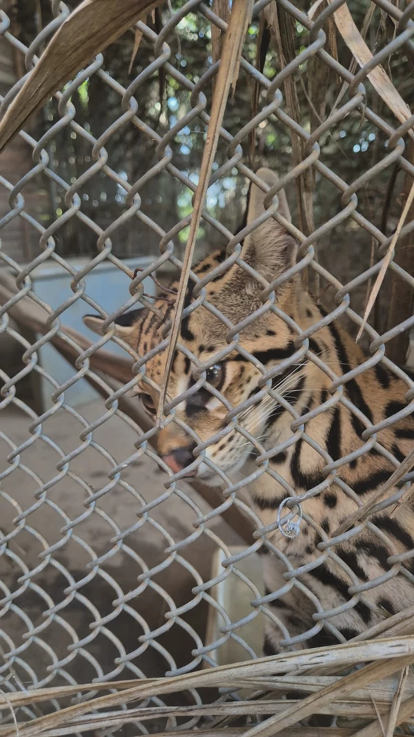 Centro de Triagem de Animais Silvestres (CETAS) por Moysés Suzart