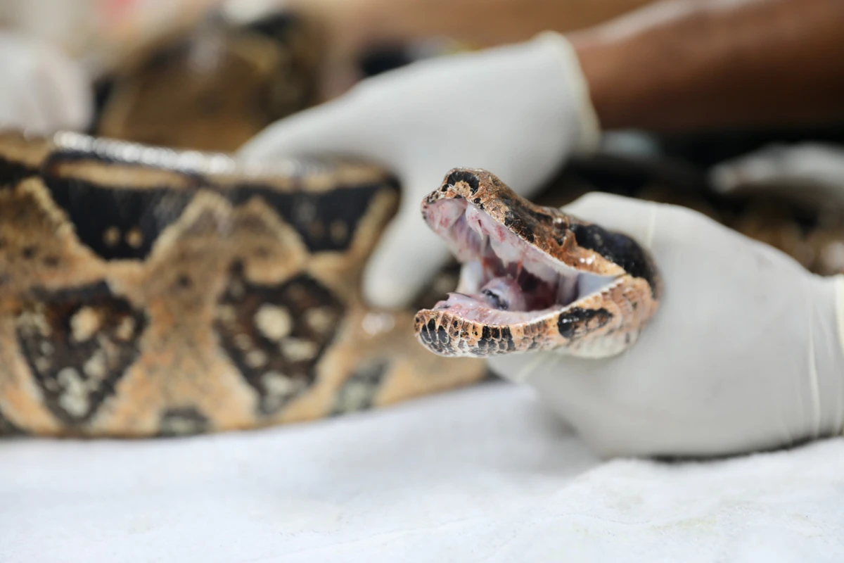 Centro de Triagem de Animais Silvestres (CETAS)