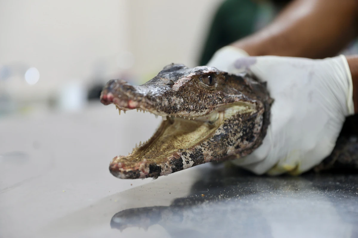 Centro de Triagem de Animais Silvestres (CETAS) por Mathues Lemos/Ascom Inema